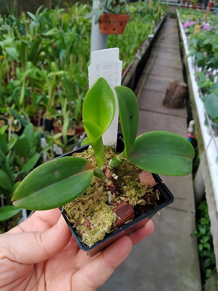 Cattleya violacea carnea.jpg