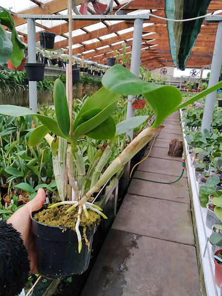 Cattleya violacea alba.jpg