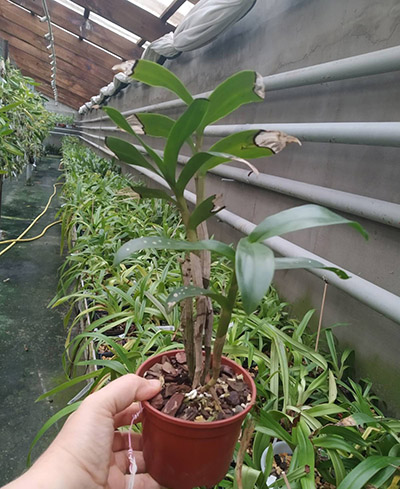 Dendrobium amethystoglossum.jpg