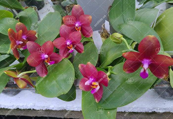 Phalaenopsis Mituo Sun Queen '63-2'.jpg