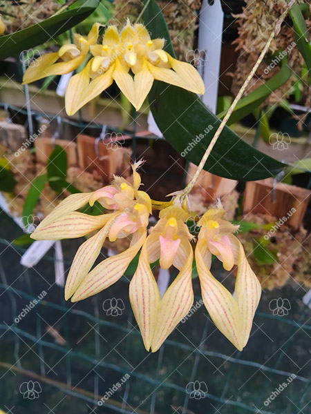 Bulbophyllum annandalei.jpg
