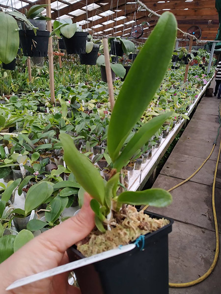 Brassolaeliocattleya Toshie Aoki 'Robin'.jpg