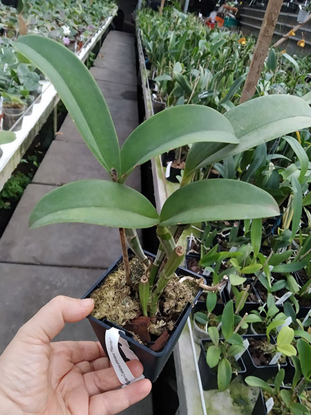 Cattleya violacea (carnea x amesiana).jpg