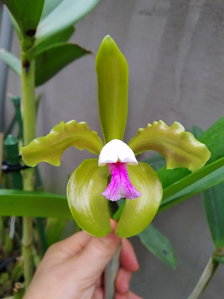 Cattleya guttata verde sem pintas 'AWZ' x guttata amarela sem pintas 'Onca Parda'.jpg