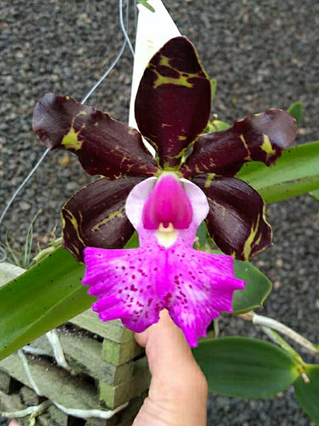 Cattleya aclandiae tipo 'Pretona' ( Mulatinha x Itaparica).jpg