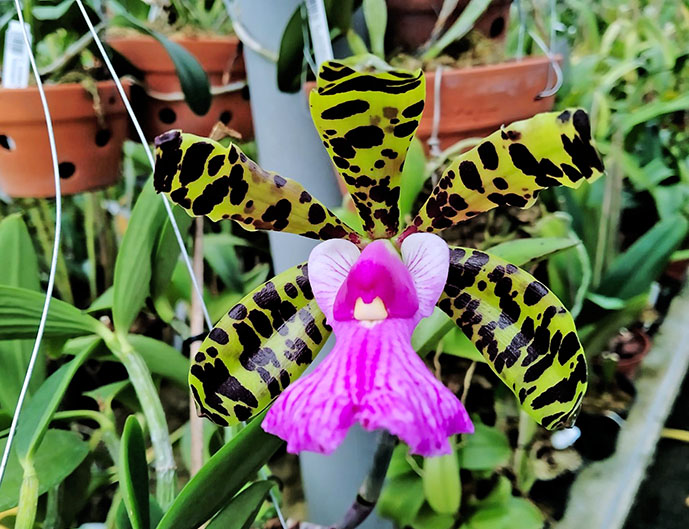 Cattleya aclandiae aurea 'Luiza' x albescens (Caliman).jpg