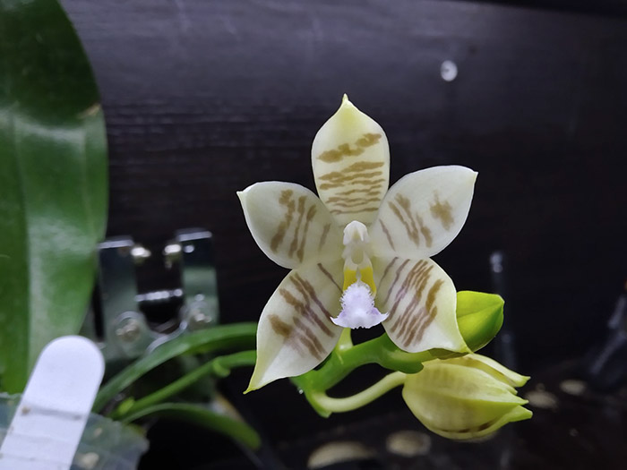 Phalaenopsis Penang Violacea x tetraspis.jpg