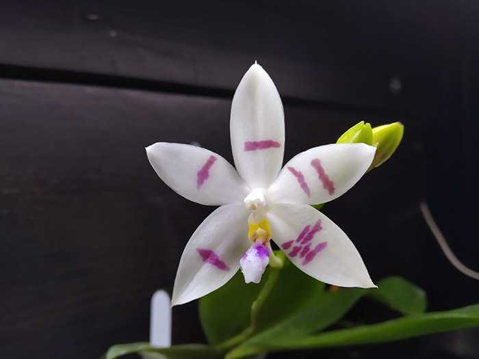 Phalaenopsis Penang Violacea x tetraspis.jpg