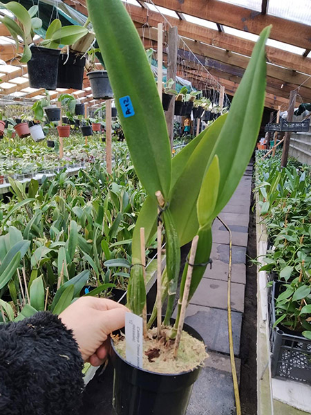 Cattleya Trimos semialba (trianae semialba x mossiae).jpg