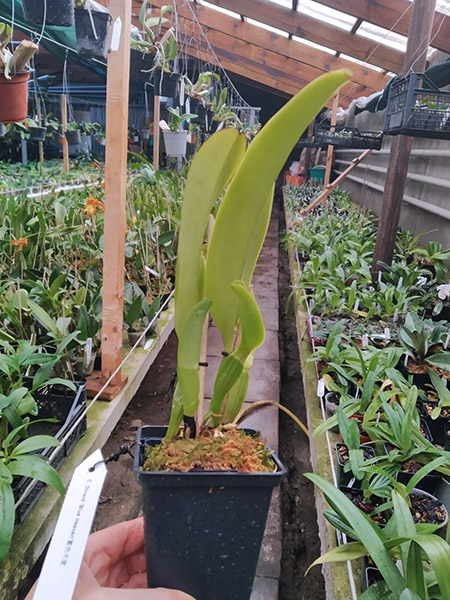 Laeliocattleya Dinard 'Blue Heaven'.jpg