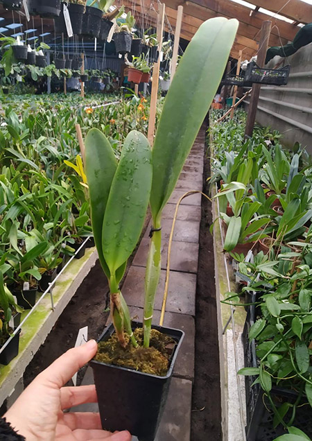 Laeliocattleya C G Roebling 'Blue Indigo'.jpg