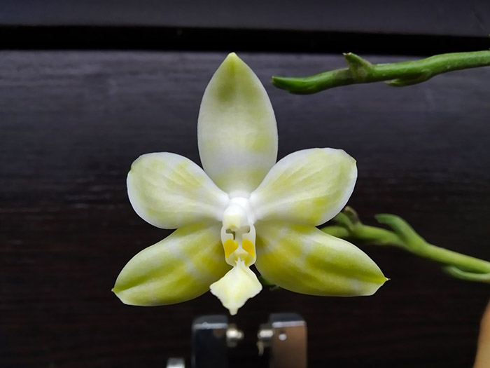 Phalaenopsis Yaphon Goodness (Yaphon Gem 'Yaphon' x amboinensis flava).jpg