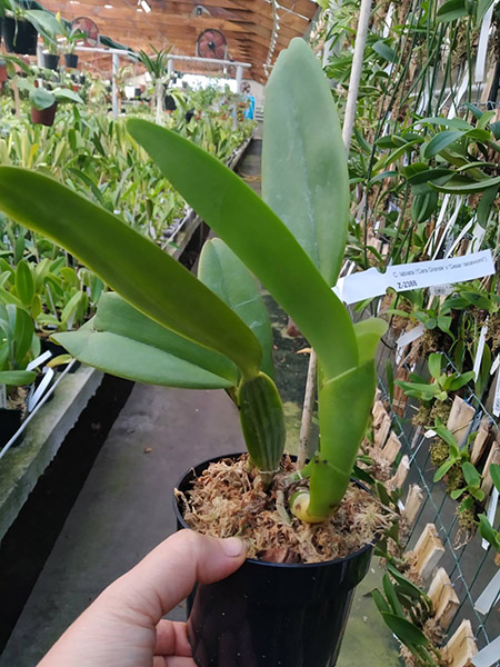 Cattleya labiata ('Cara Grande' x 'Cesar Iacavoni').jpg