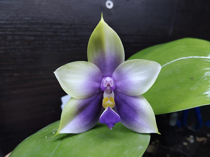 Phalaenopsis Mituo Samera 'M#1' x Mituo Blue Bear 'B-2'.jpg