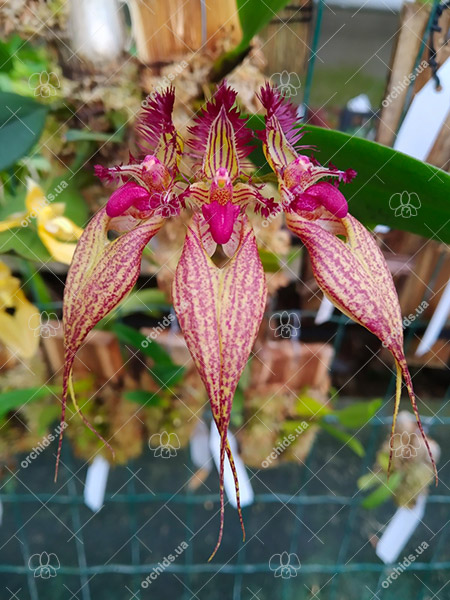 Bulbophyllum rothschildianum.jpg