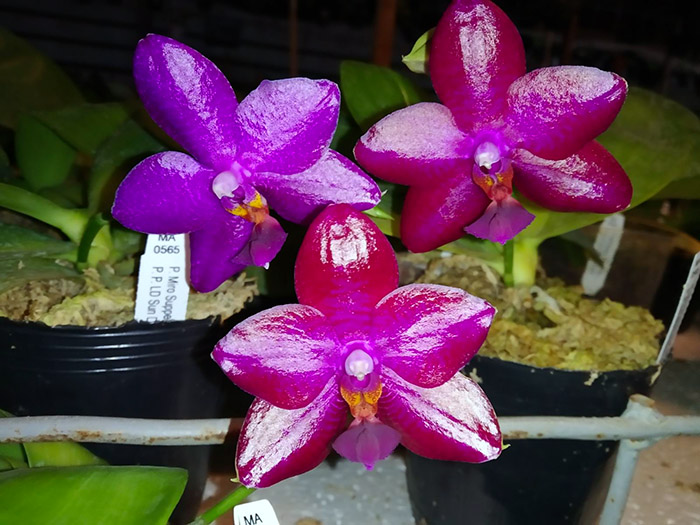 Phalaenopsis Miro Super Star 'MO198' x LD Sun Dragon 'MO98'.jpg