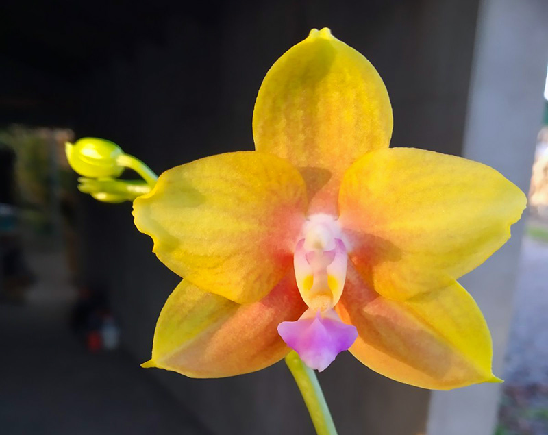 Phalaenopsis Sogo Shito x Mituo King Bellina.jpg