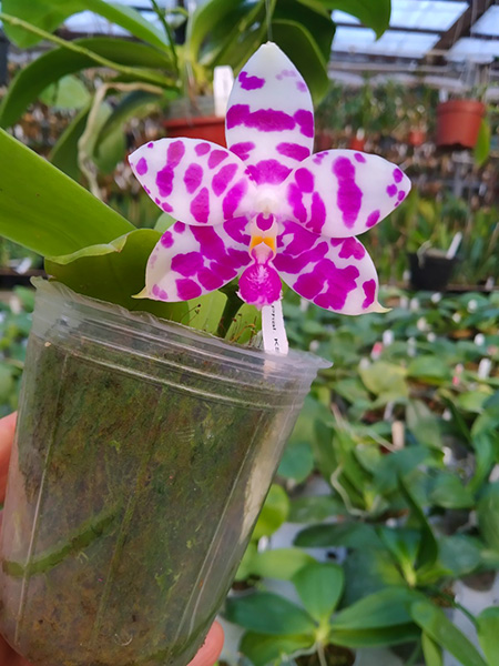 Phalaenopsis KS Super Zebra 'WR‘ (clone).jpg