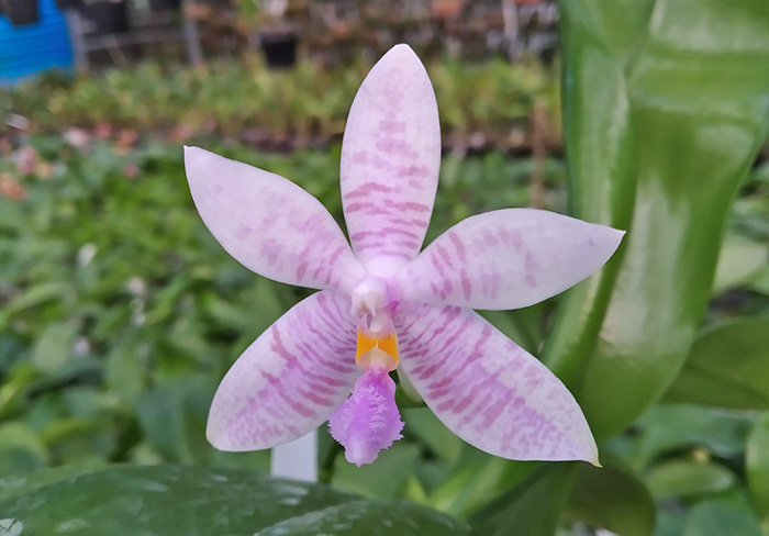 Phalaenopsis Penang Violacea x tetraspis.jpg