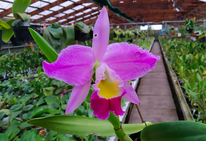 Cattleya eldorado flamea hybr.jpg