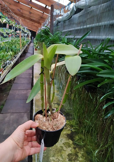 Cattleya intermedia sanguinea 'do Padre Vitus' x Cattleya intermedia flamea 'BF-96'.jpg