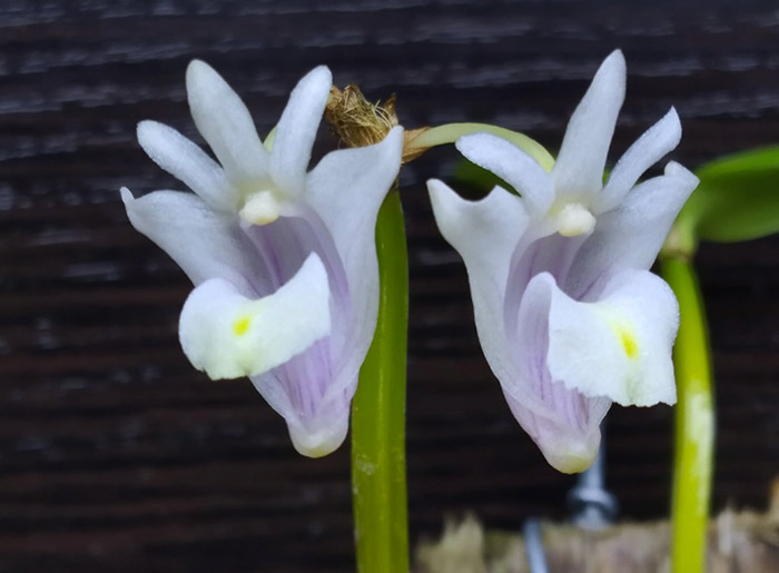 Dendrobium hymenanthum.jpg