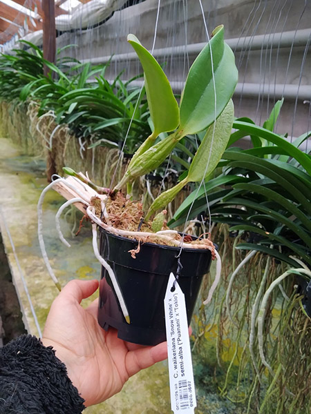 Cattleya walkeriana 'Snow White' x semi-alba ('Puanani' x 'Tokio').jpg