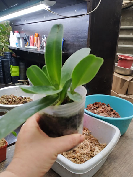 Paphiopedilum philippinense var roebelenii album.jpg