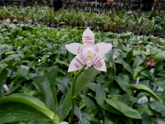 Phalaenopsis Penang Violacea x tetraspis.jpg