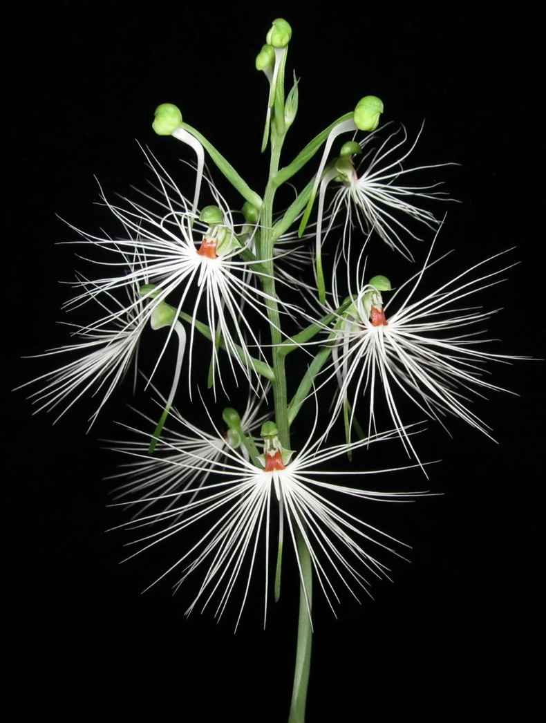 13 Habenaria myriotricha 02.09.2019.jpg