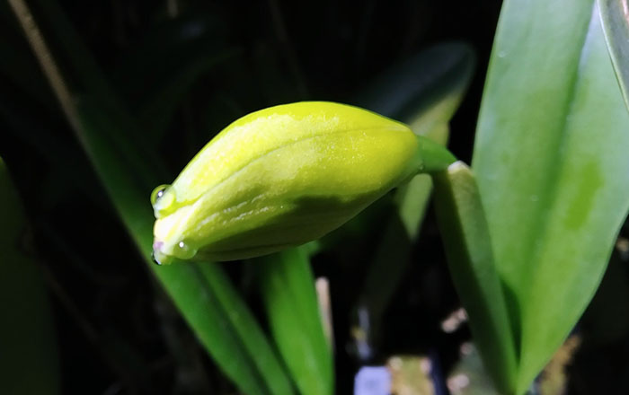 Rhyncholaeliocattleya Village Chief Topaz.jpg