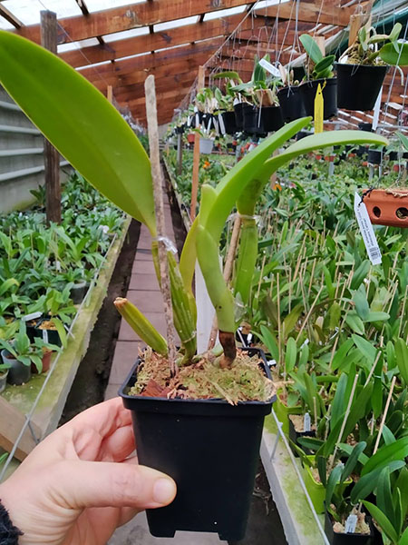Cattleya lueddemanniana semi-alba 'Cavacano' x 'Karin'.jpg