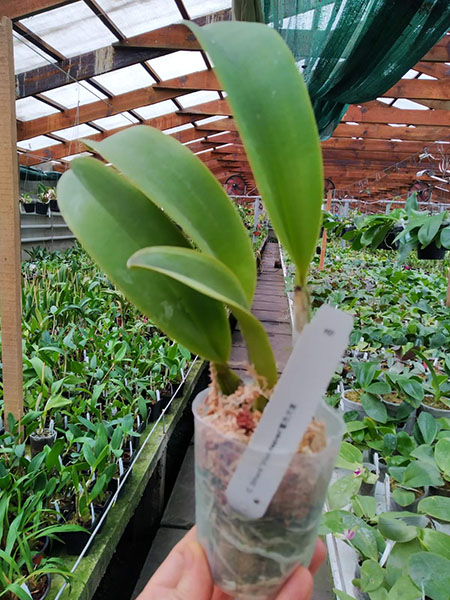 Laeliocattleya Dinard 'Blue Heaven'.jpg