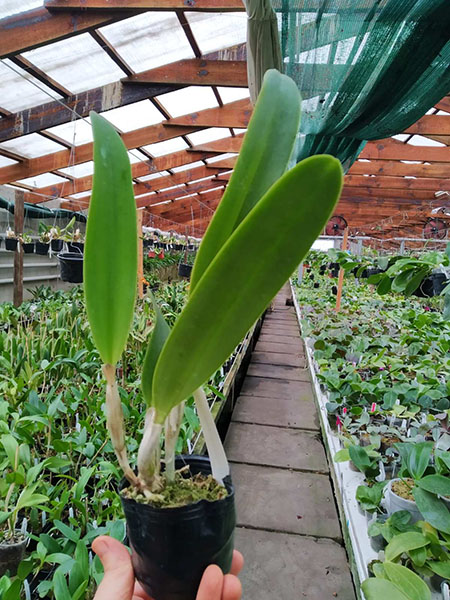 Laeliocattleya C G Roebling 'Blue Indigo' (Cattleya gaskelliana x Laelia purpurata).jpg