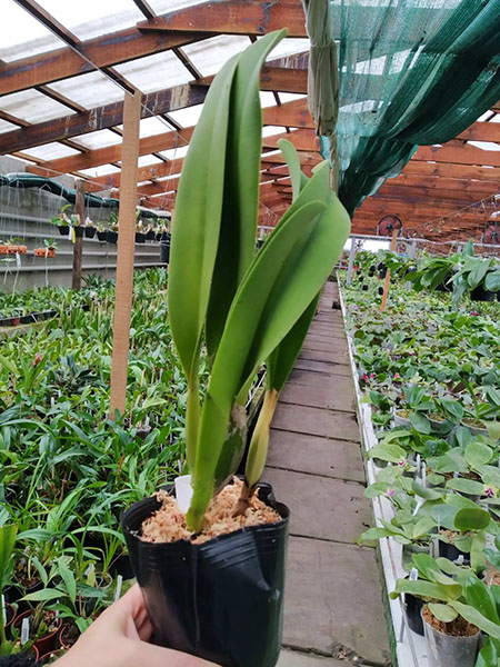 Brassolaeliocattleya Mahina Yahiro 'Ulii'.jpg