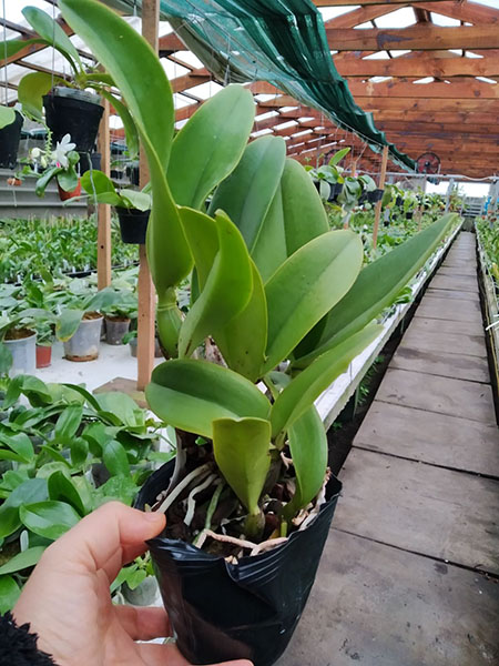 Cattleya Sea Breeze 'Blue Ribbon'.jpg