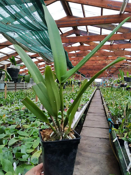 Cattleya warscewiczii var coerulea 'Hsinying'.jpg