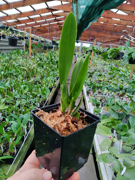 Laelia jongheana alba x self.jpg