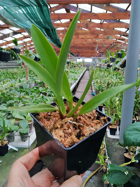 Cattleya warscewiczii coerulea 'Perfecta' x self.jpg