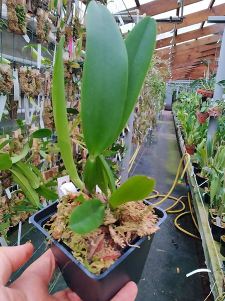 Cattleya trianae (concolor 'Nublado' x semi alba 'Esquecida').jpg