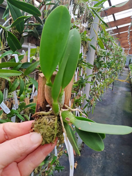 Laelia sincorana (concolor 'BO' x (sincorana alba x SELF)).jpg