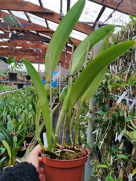 Cattleya trianae var coerulea flamea x coerulea (Multiclone division).jpg