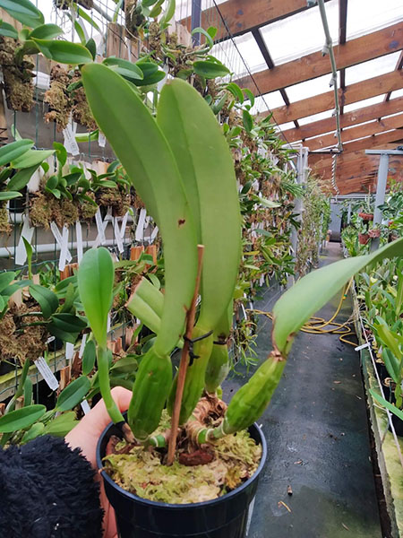 Cattleya trianae coerulea (40-8) x SELF.jpg