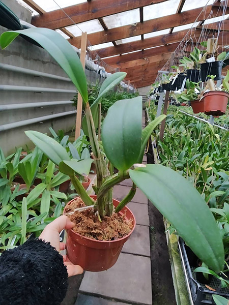 Myrmecophila thomsoniana x Cattleya intermedia.jpg