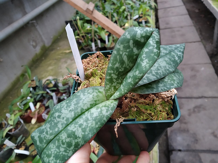 Paphiopedilum concolor.jpg