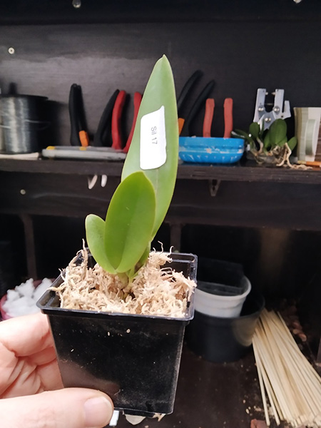 Cattleya warneri concolor 'Caliman' x warneri concolor 'AWZ'.jpg