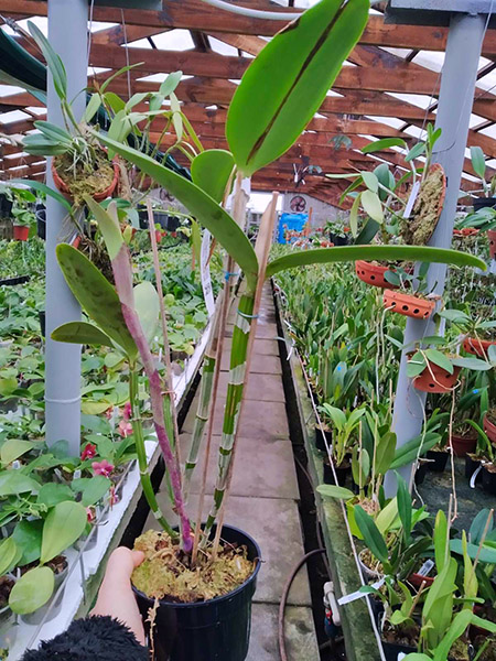 Cattleya amethystoglossa (semi-alba x salmao).jpg