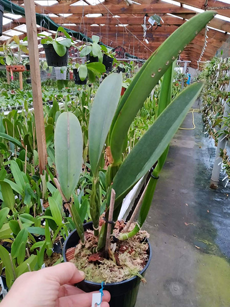 Cattleya labiata 'Yellow Eyes' x self.jpg