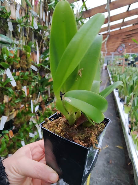 Cattleya warneri (integra orlata flamea 'Negrita' x venosa extra 'Caliman').jpg