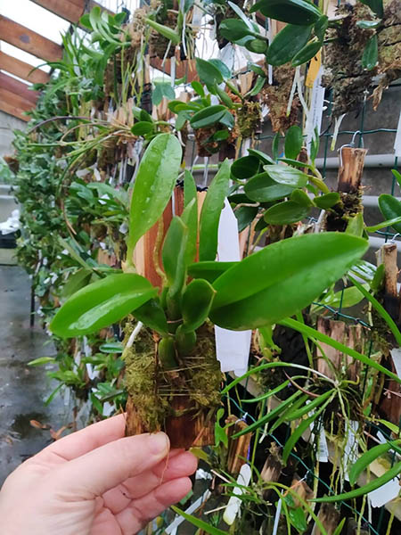 Laelia sincorana.jpg